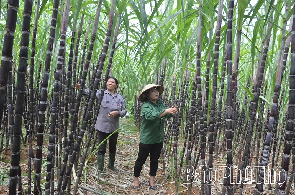 Xây dựng vùng nguyên liệu tập trung