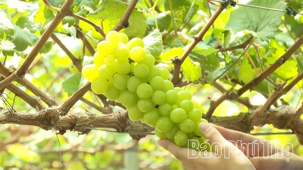 Kỳ 3: Kết nối nông nghiệp và du lịch: Hướng đi bền vững