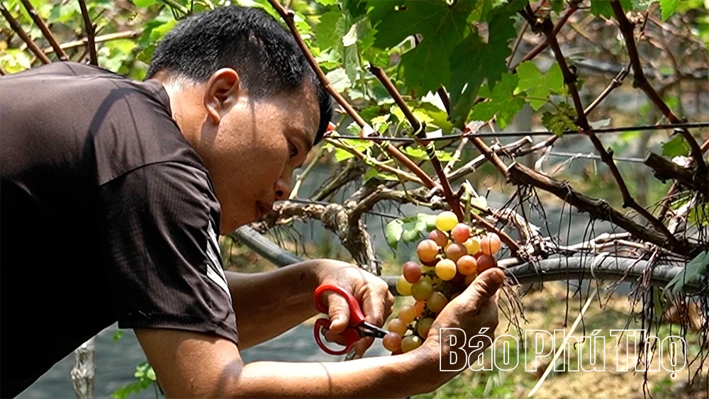 Kỳ 3: Kết nối nông nghiệp và du lịch: Hướng đi bền vững