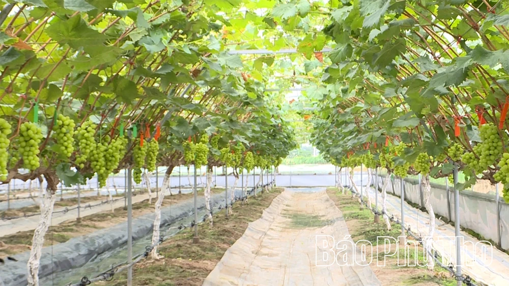 Kỳ 3: Kết nối nông nghiệp và du lịch: Hướng đi bền vững