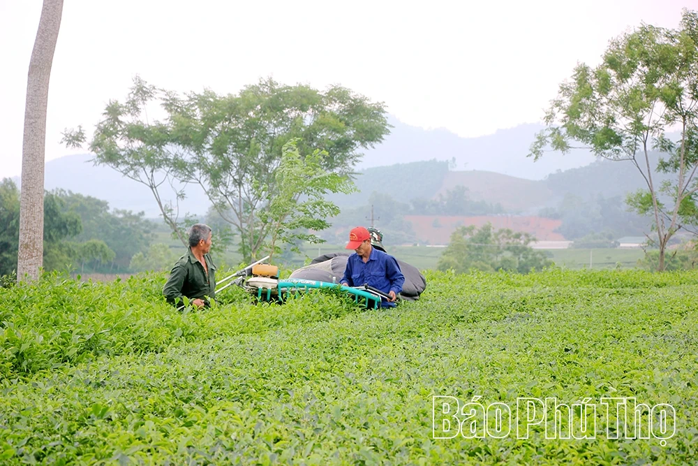 Nâng tầm giá trị, lan tỏa thương hiệu Chè Phú Thọ