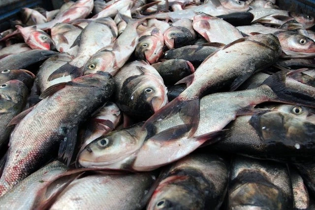 4 nhóm người cần hạn chế ăn cá mè để bảo vệ sức khỏe