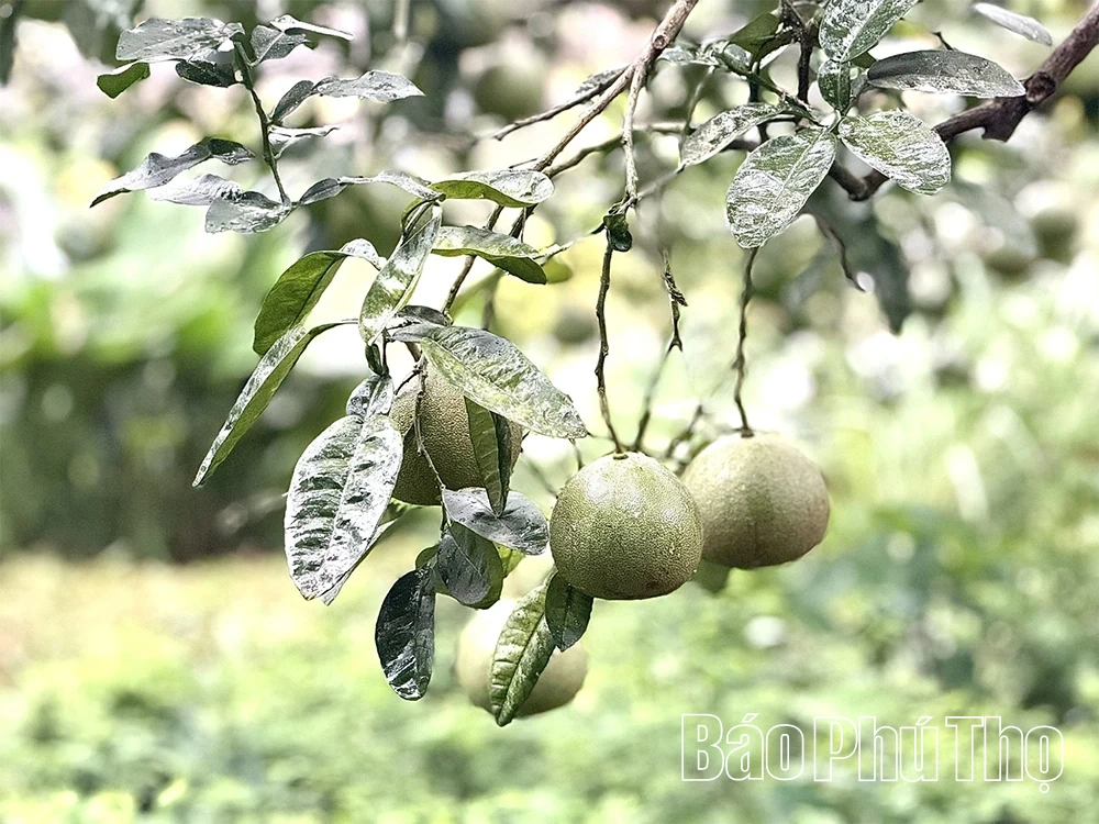 Nâng giá trị, vực danh tiếng bưởi đặc sản Bằng Luân