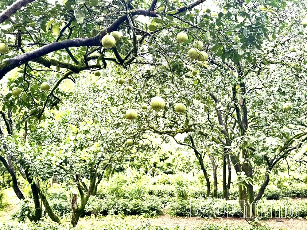 Nâng giá trị, vực danh tiếng bưởi đặc sản Bằng Luân