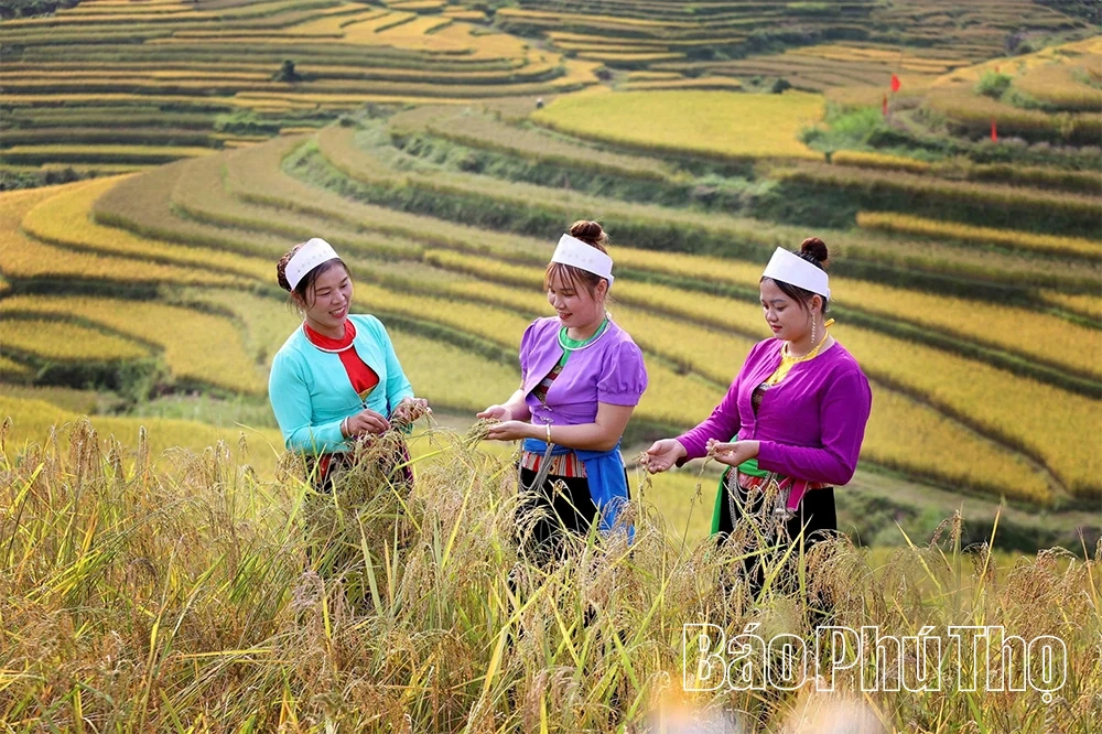 Miền Đồi sẽ tổ chức Lễ hội ruộng bậc thang trong 2 ngày 18-19/10/2025