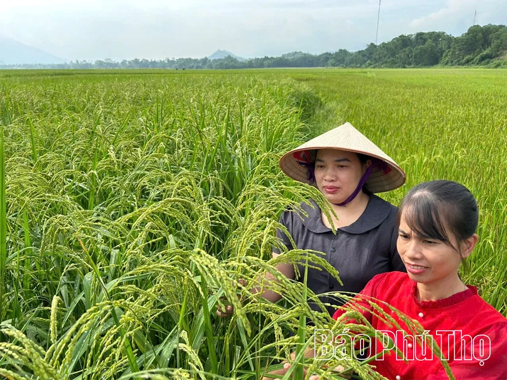 Xã Sơn Lương khai thác tiềm năng nông nghiệp để phát triển bền vững