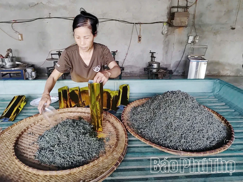 Đượm vị chè Hoàng Văn