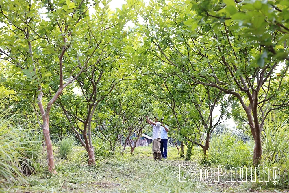 Bức họa đồng quê