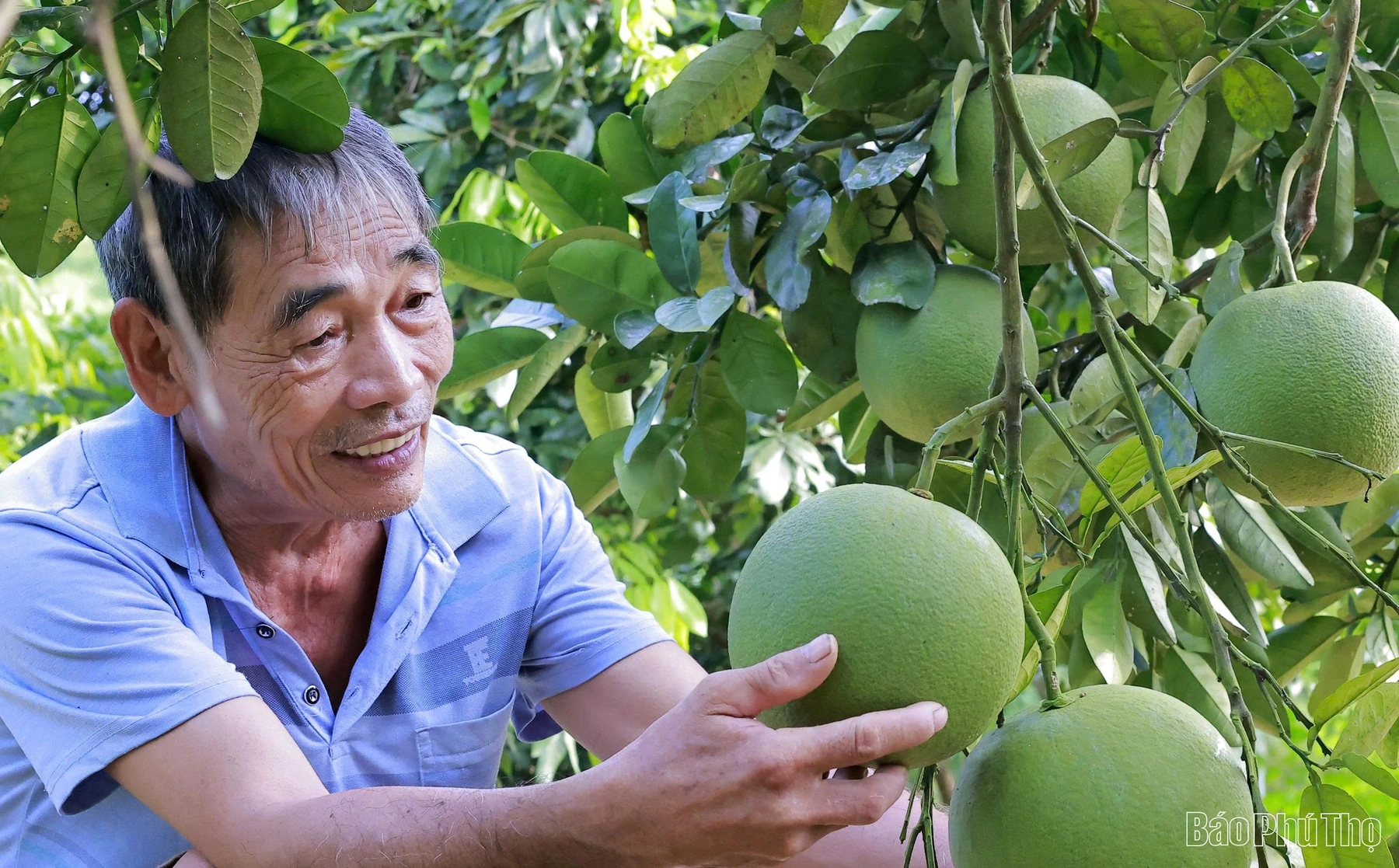 Ngọt, thơm mùa bưởi