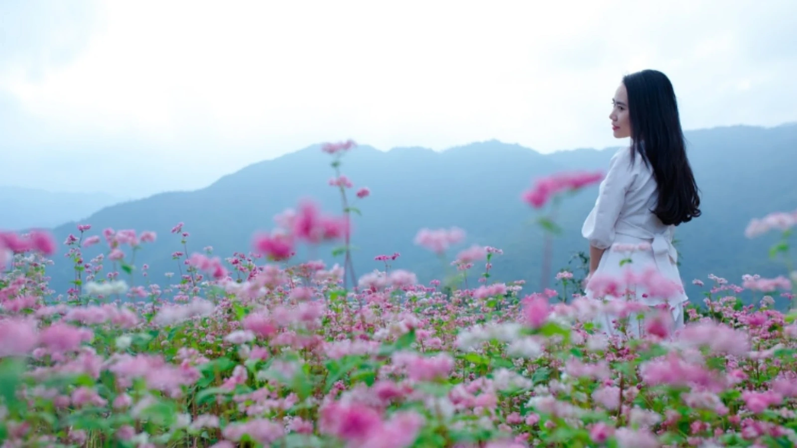 Du lịch Hà Giang tháng 12 - trải nghiệm mùa hoa rực rỡ trên cao nguyên đá