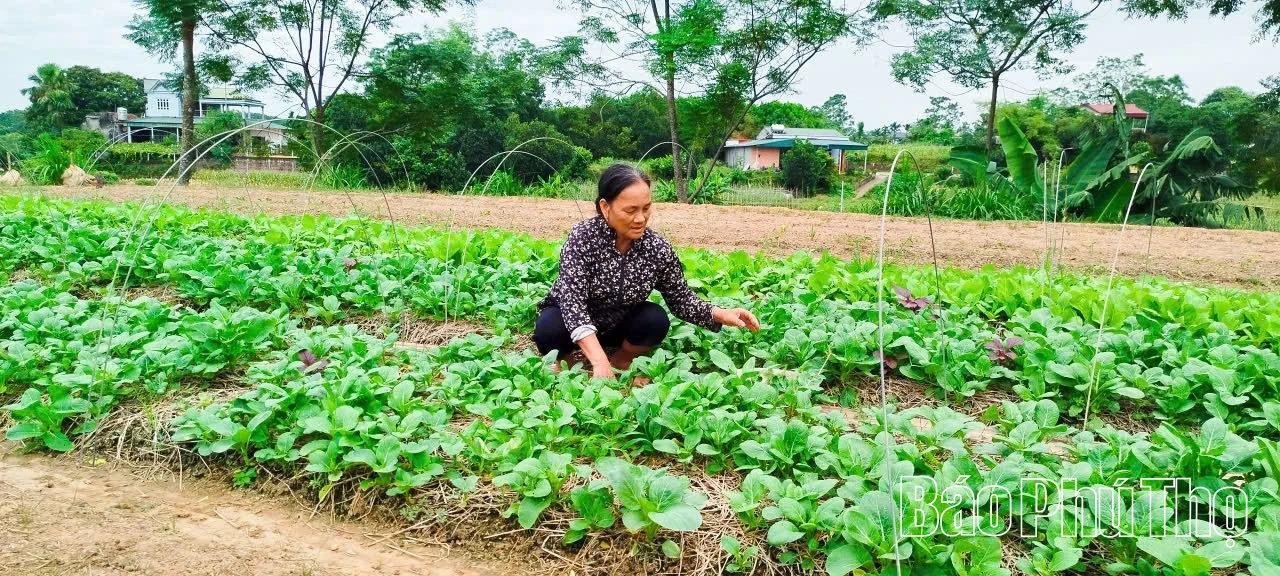 Thoát nghèo nhờ trồng rau an toàn
