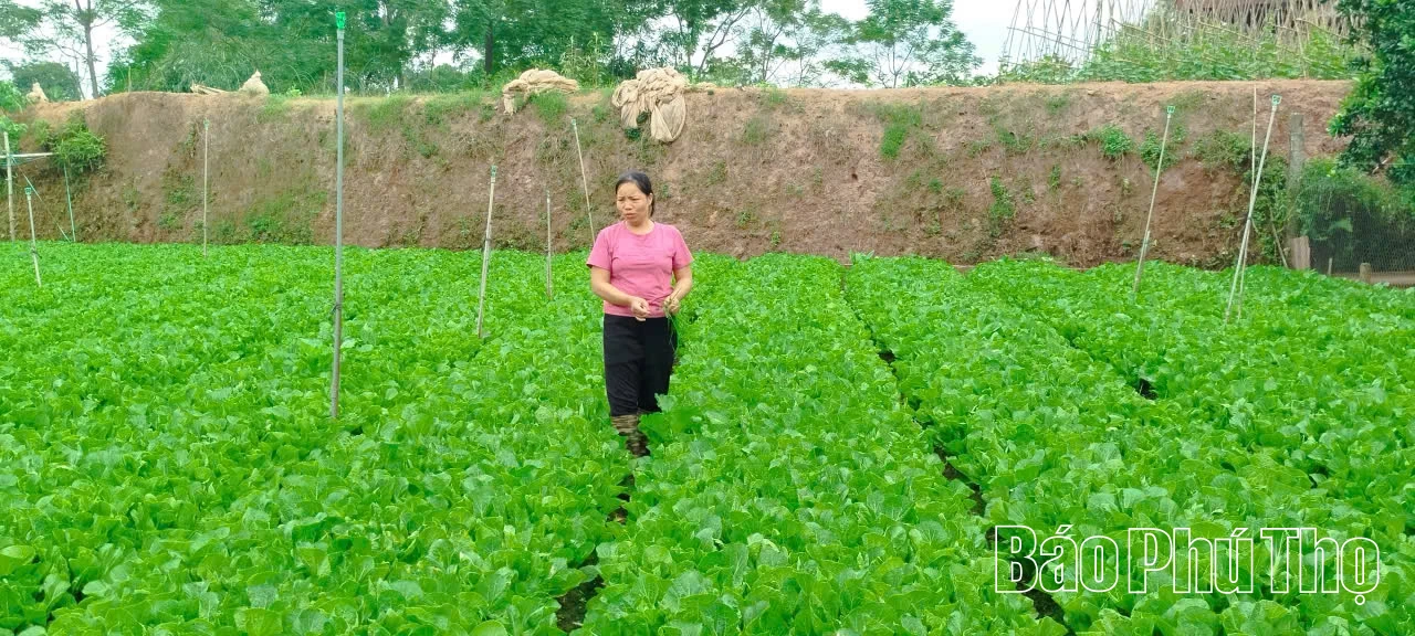 Thoát nghèo nhờ trồng rau an toàn