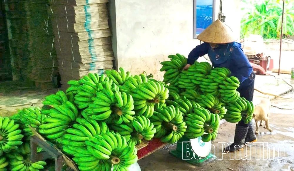 Phát triển kinh tế tập thể ở Hoàng Cương