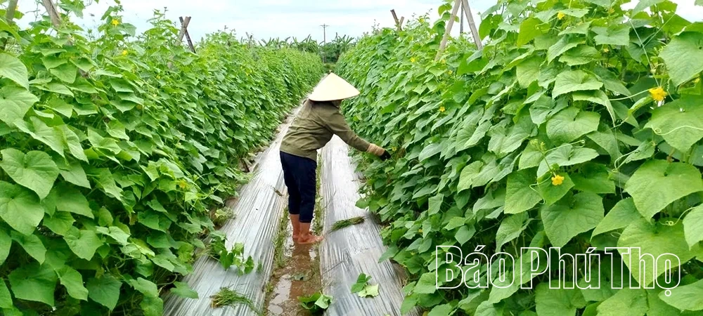 Phát triển kinh tế tập thể ở Hoàng Cương