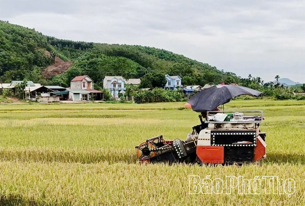 Hiền Lương khẩn trương thu hoạch lúa mùa ứng phó bão số 9