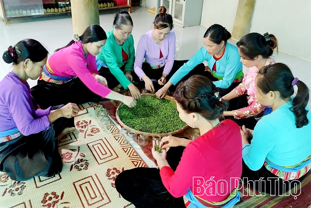 Chuyện khởi nghiệp từ những quả ớt rừng Phú Lương