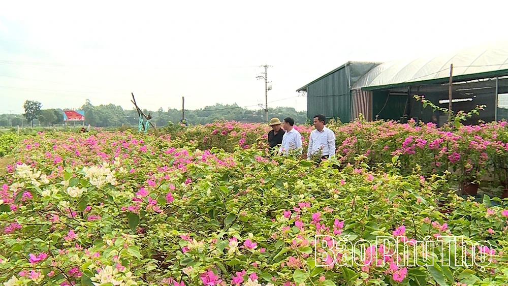 Sông Lô: Vươn mình thành đô thị ven sông