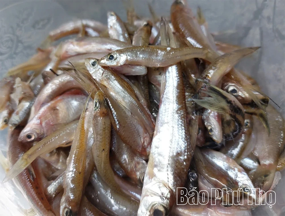 Món cá ốch đồ măng chua - nhung nhớ hương vị núi rừng