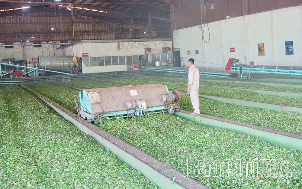 Xã Minh Đài kiến tạo chuỗi giá trị chè xanh vùng cao