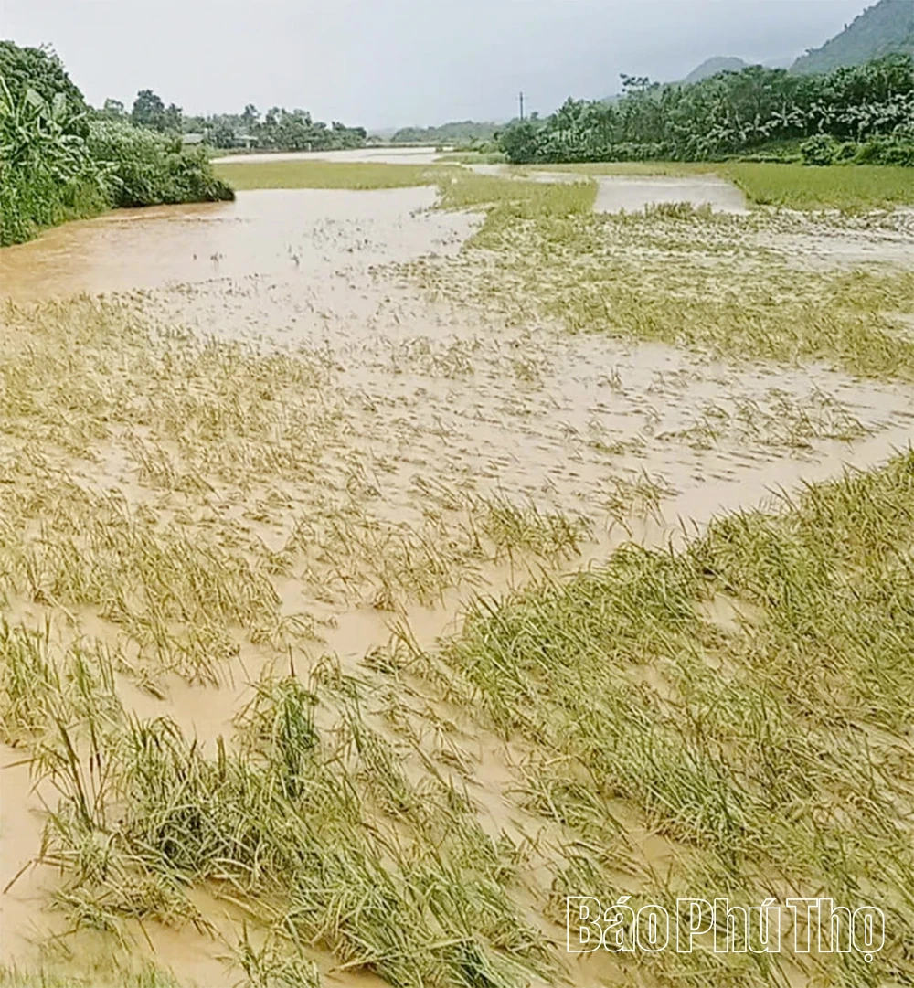 Bão số 10 gây mưa lớn và thiệt hại tại khu vực Hoà Bình