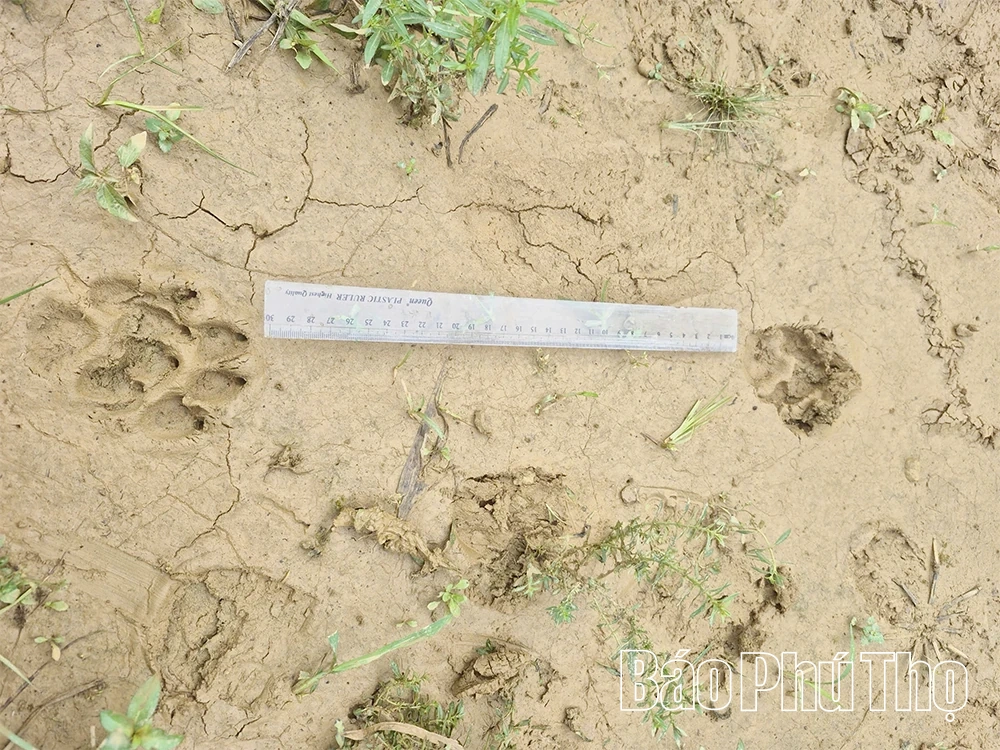 Tin đồn hổ xuất hiện ở Ngọc Sơn: Cơ quan chức năng, chính quyền khẳng định không có cơ sở