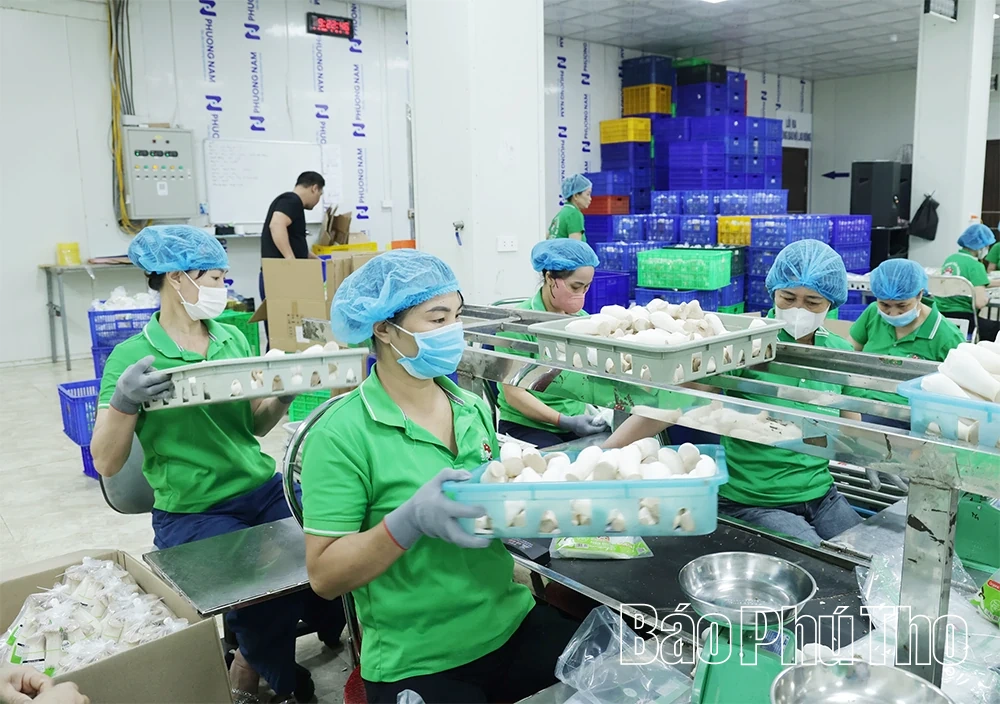 Ông Phùng Đức Định - Người đưa thương hiệu nấm Phùng Gia vươn tầm OCOP 4 sao