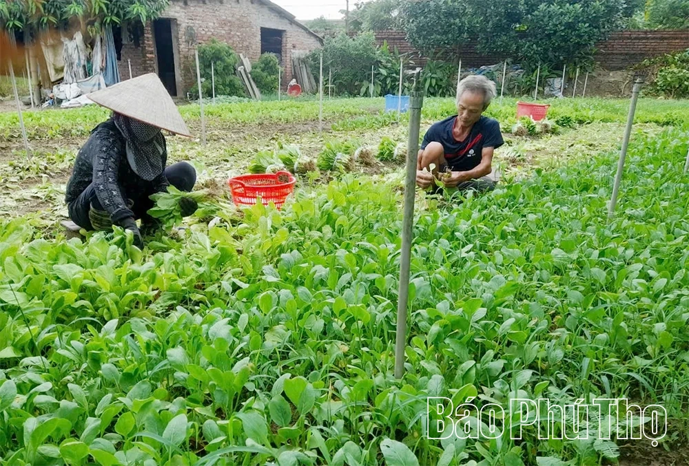 Phát triển kinh tế tư nhân ở Lâm Thao - Từ nền tảng đến đột phá