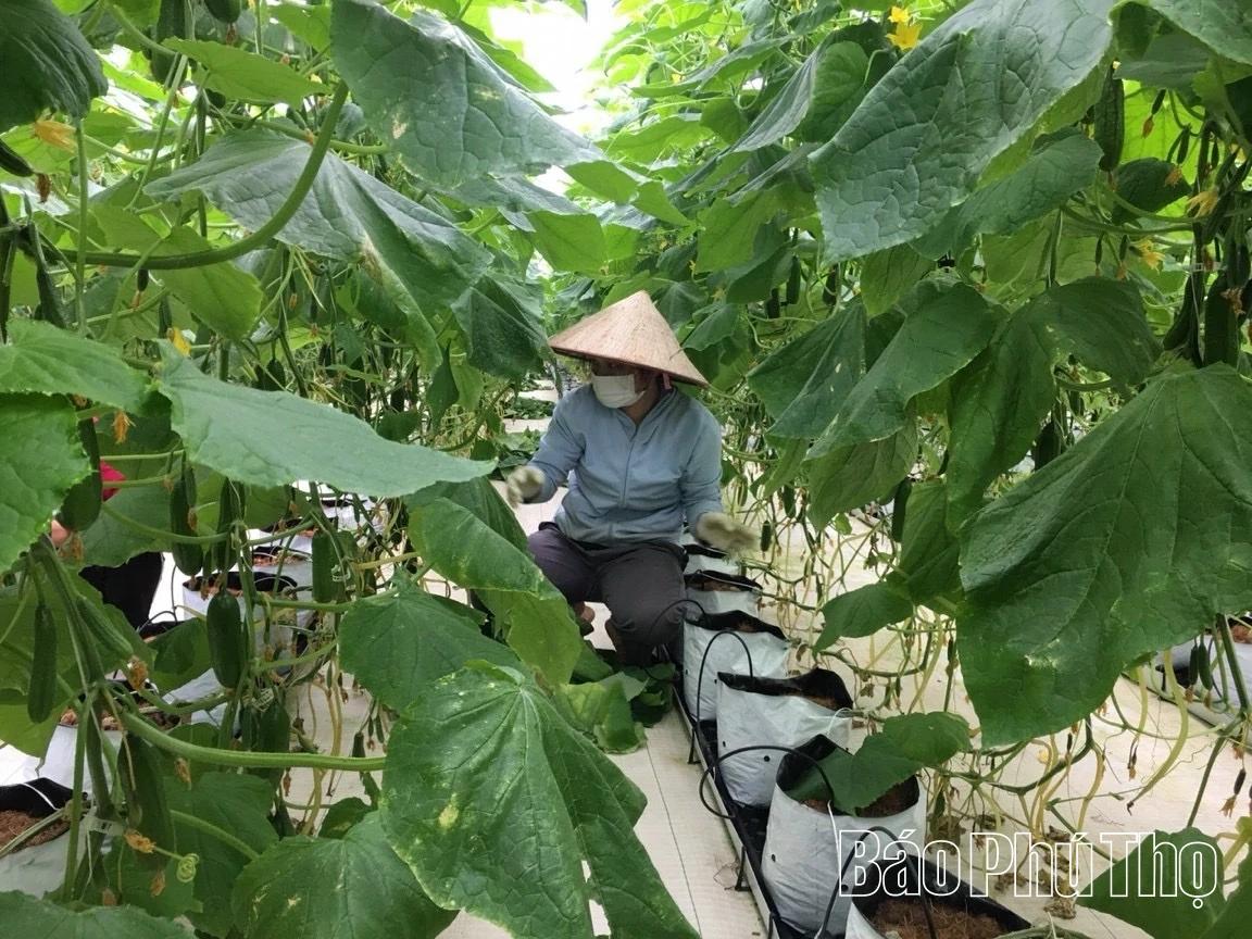 Lạc Thủy tập trung phát triển kinh tế, tạo nguồn thu bền vững