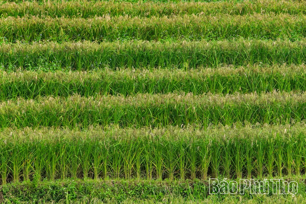 Thả hồn trên đỉnh Mường Vang