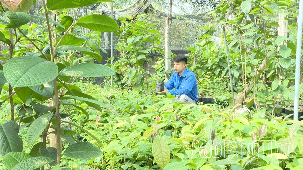 Hành trình cứu cánh “nữ hoàng trà” của chàng kỹ sư trẻ