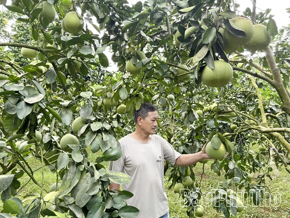Về vùng xuất khẩu bưởi Diễn