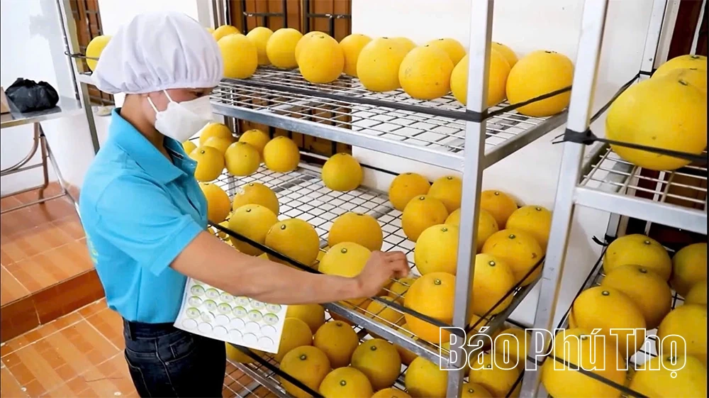 Về vùng xuất khẩu bưởi Diễn