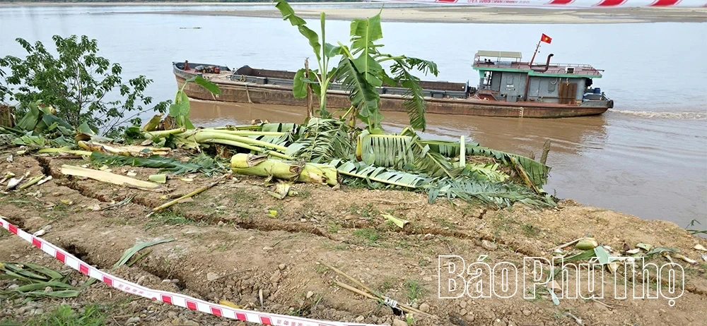 Cấp bách “cứu” các điểm sạt lở bờ, vở sông Hồng