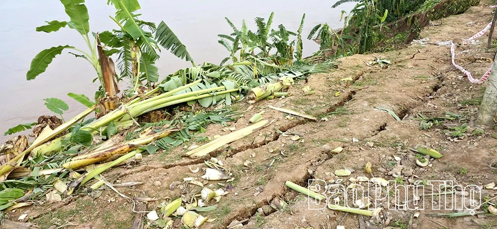 Cấp bách “cứu” các điểm sạt lở bờ, vở sông Hồng