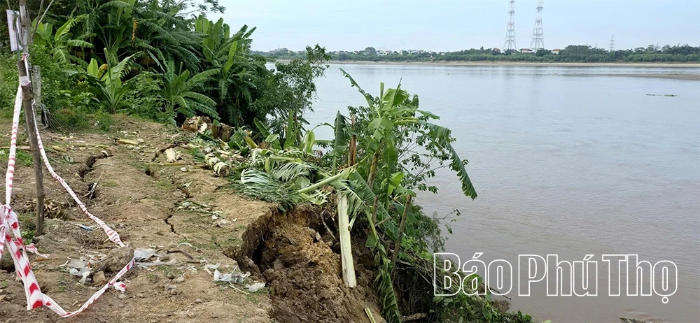 Cấp bách “cứu” các điểm sạt lở bờ, vở sông Hồng