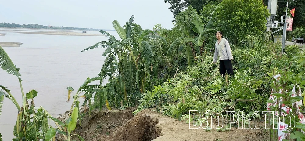 Cấp bách “cứu” các điểm sạt lở bờ, vở sông Hồng