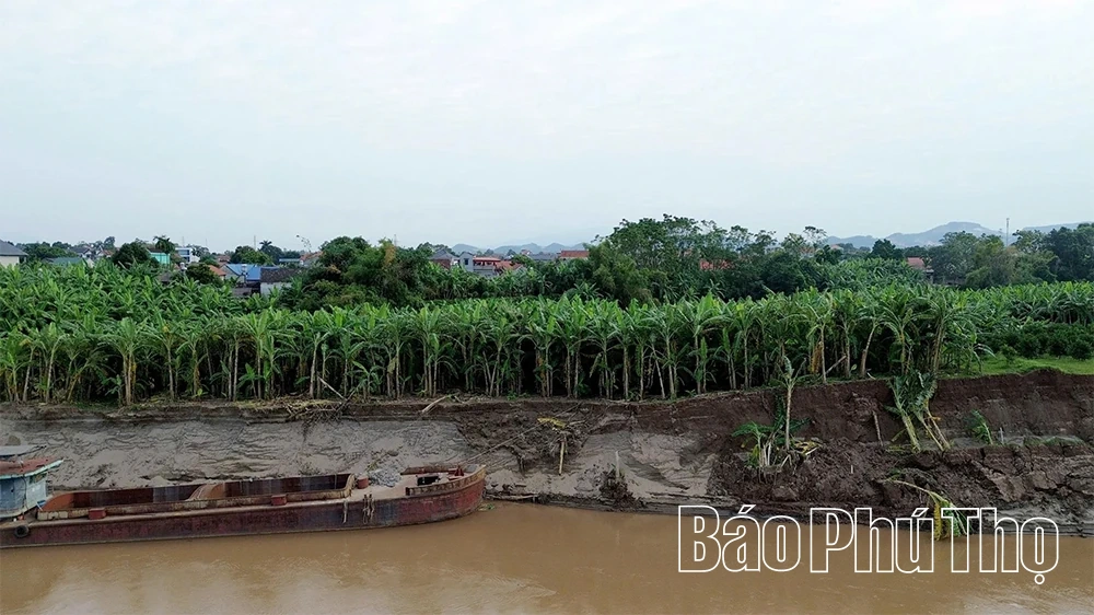 Cấp bách “cứu” các điểm sạt lở bờ, vở sông Hồng
