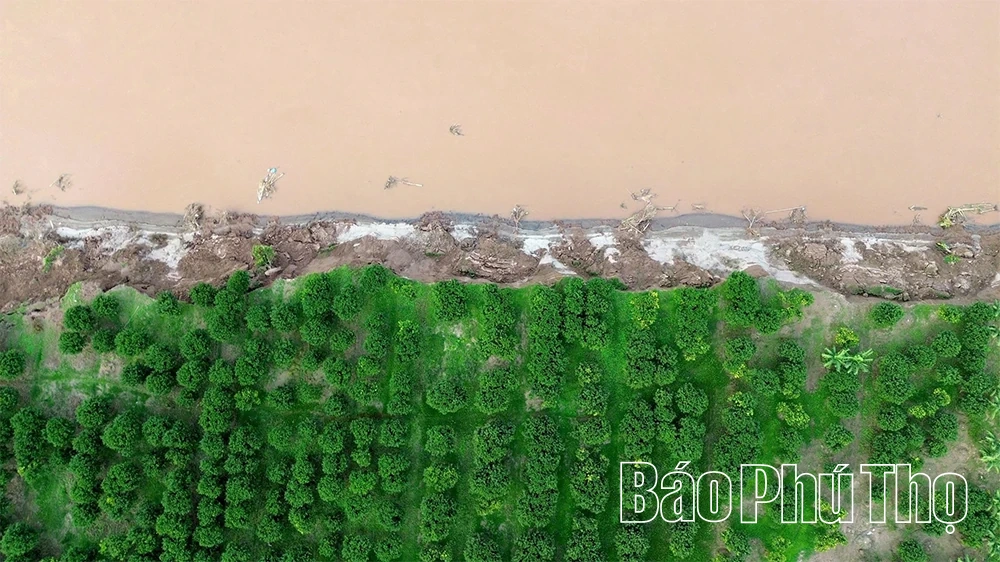 Cấp bách “cứu” các điểm sạt lở bờ, vở sông Hồng