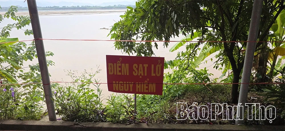 Cấp bách “cứu” các điểm sạt lở bờ, vở sông Hồng