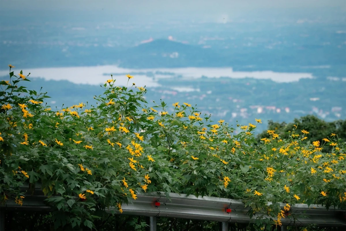 Con đường hoa dã quỳ nở vàng rực ở Vườn quốc gia Ba Vì