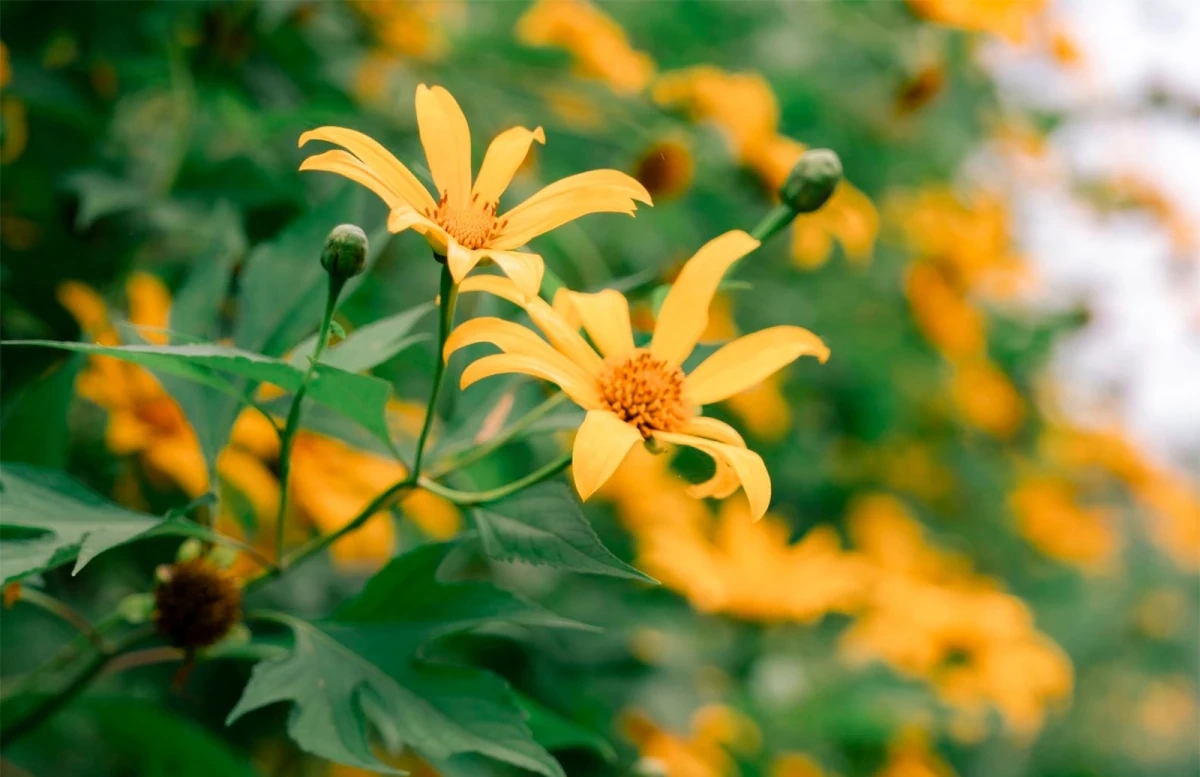 Con đường hoa dã quỳ nở vàng rực ở Vườn quốc gia Ba Vì