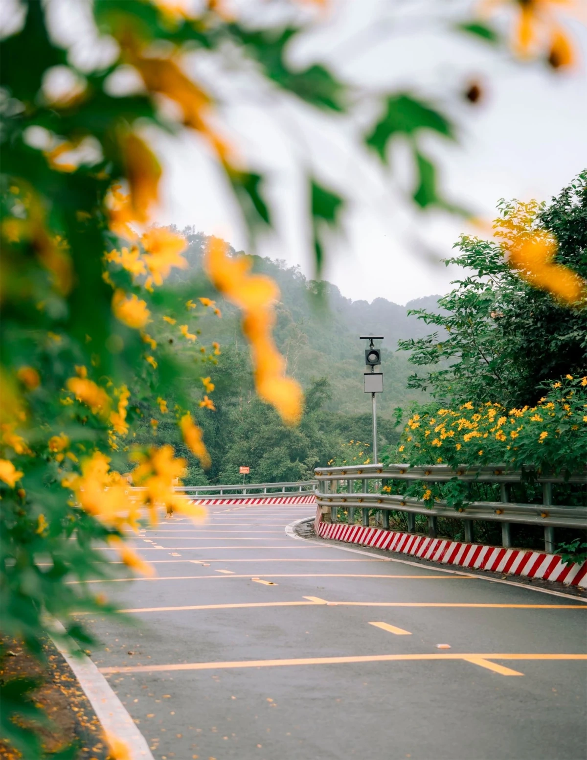 Con đường hoa dã quỳ nở vàng rực ở Vườn quốc gia Ba Vì