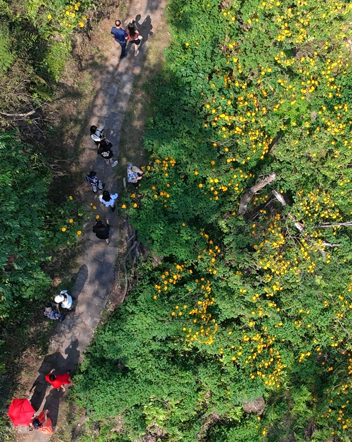 Con đường hoa dã quỳ nở vàng rực ở Vườn quốc gia Ba Vì