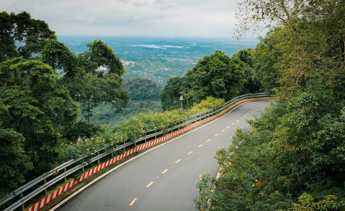 Con đường hoa dã quỳ nở vàng rực ở Vườn quốc gia Ba Vì