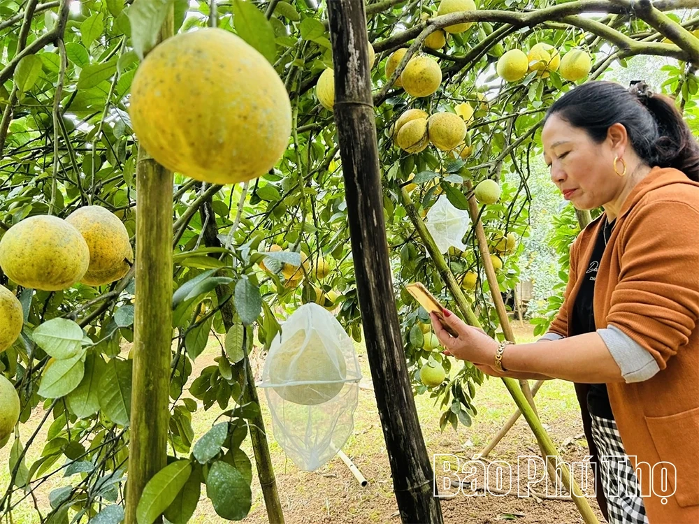 Giữ thương hiệu, giá trị bưởi đỏ Tân Lạc