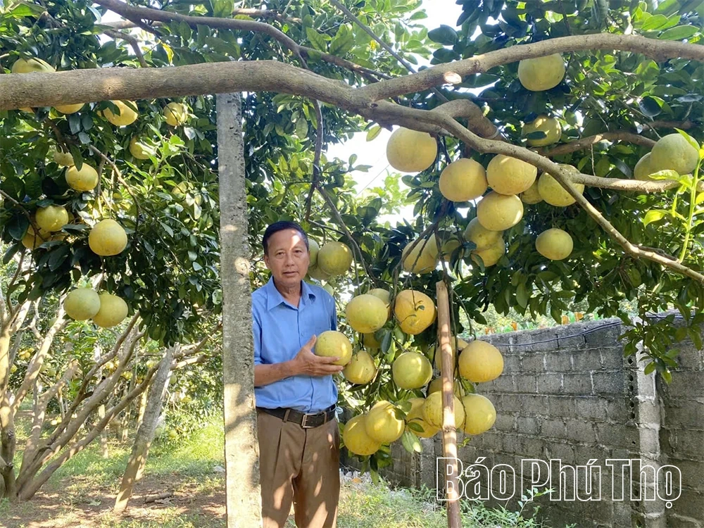 Giữ thương hiệu, giá trị bưởi đỏ Tân Lạc