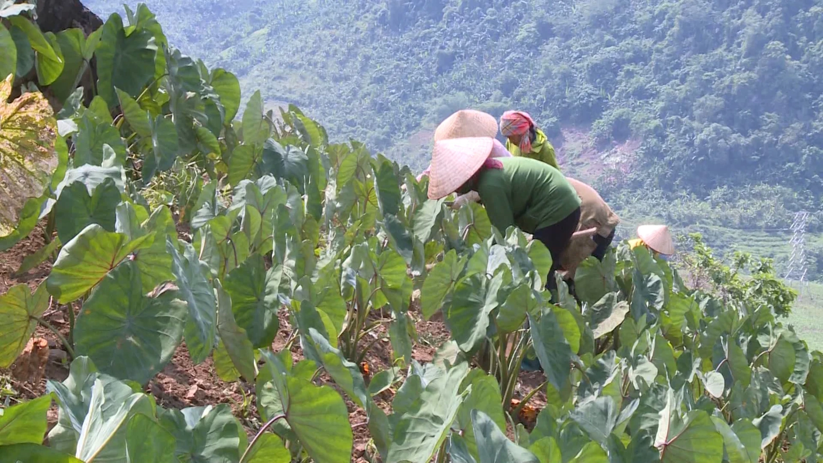 Xã Sì Lở Lầu: Canh tác thích ứng với biến đổi khí hậu