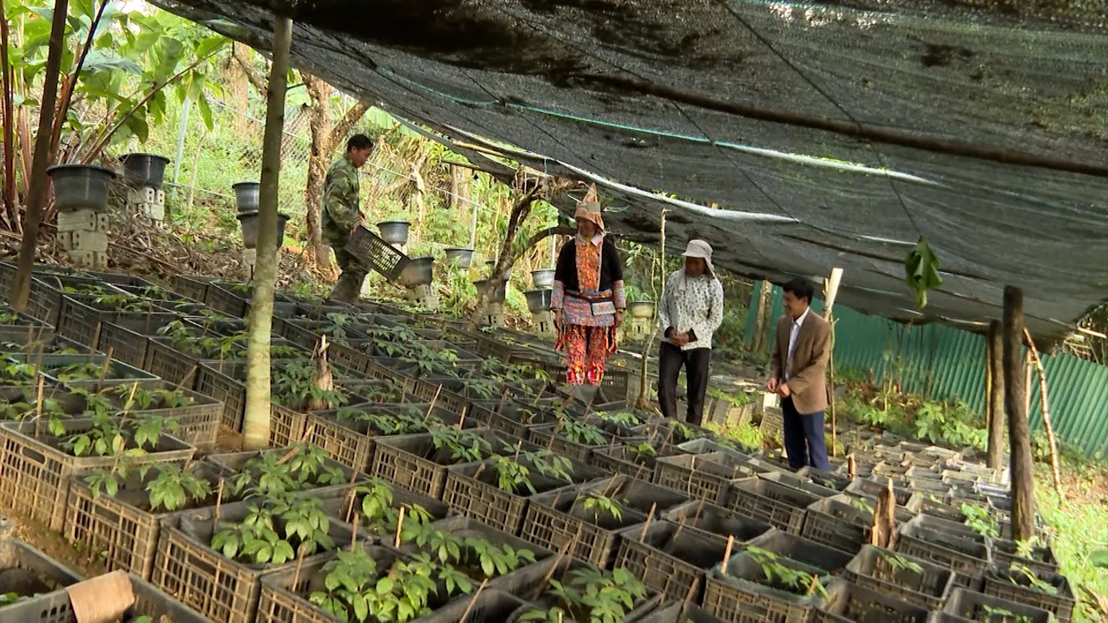 Xã Sì Lở Lầu: Canh tác thích ứng với biến đổi khí hậu