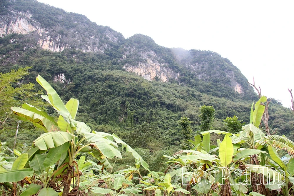 Chuyện về người bảo vệ đàn khỉ hoang dã nơi vùng lòng hồ Hòa Bình