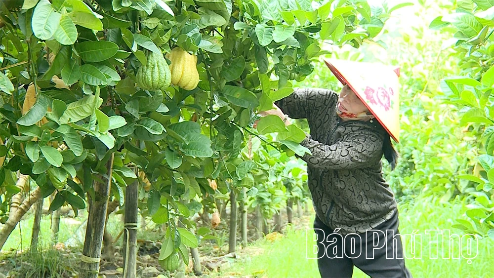 Điểm tựa tài chính vững chắc cho nông dân